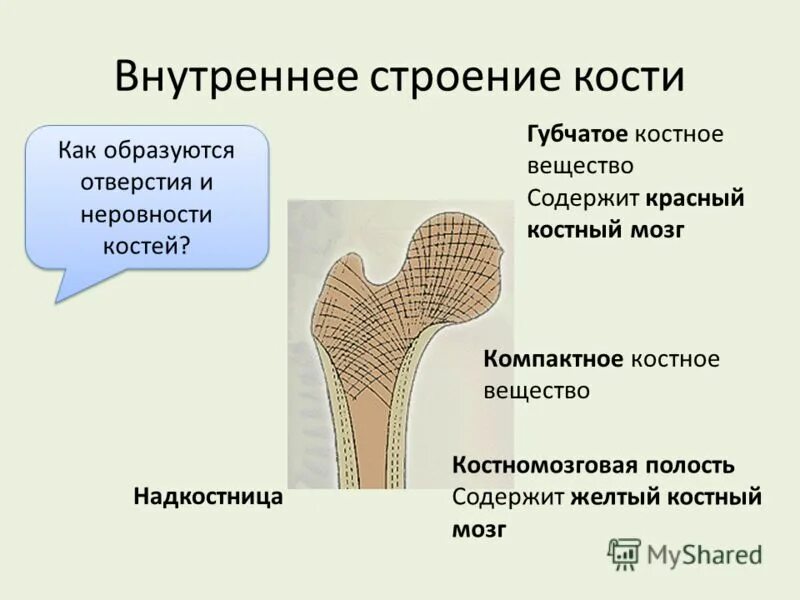 Строение компактного и губчатого вещества кости. Губчатое и компактное вещество костной ткани. Компактное и губчатое вещество. Компактное и губчатое вещество кости таблица. Какую функцию выполняет губчатое вещество.