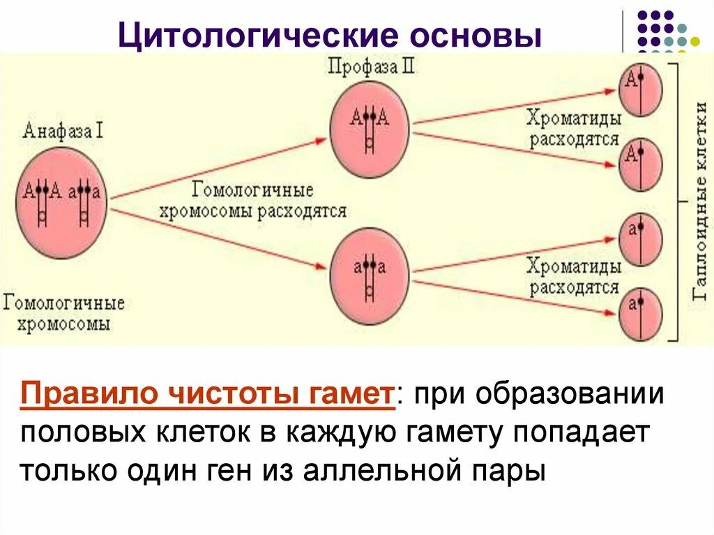 Гамета содержит аллельные гены. Правило чистоты гамет. Цитологические основы генетики. Цитологическое обоснование закона чистоты гамет. При образовании половых клеток в каждую гамету попадает.