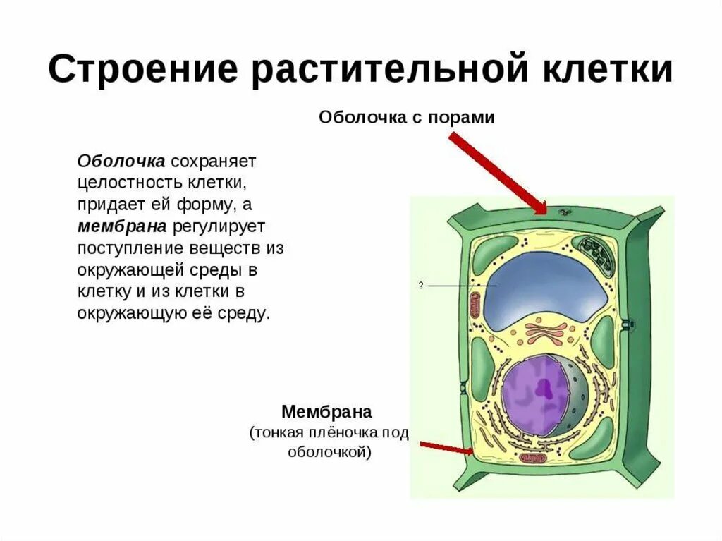 Растительной клетки кратко. Строение первичной оболочки растительной клетки.. Оболочка растительной клетки строение и функции. Структура мембраны растительной клетки. Функция оболочки в строение клетки у растений.