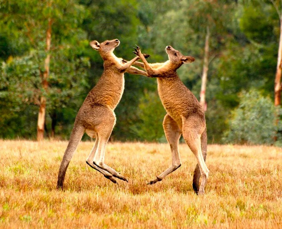 Сколько живет самец. Кенгуру в Австралии. Животные Австралии Кен. Кенгуру животное Австралии. Гигантский кенгуру.