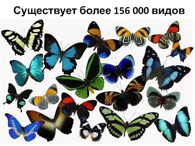 Разнообразие бабочек. Большое разнообразие бабочек. Разнообразие бабочек картинки.
