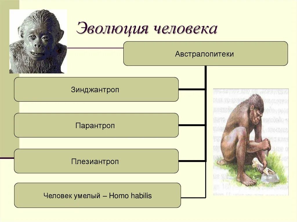 Эволюция человека. Эволюция человека человек умелый. Эволюция человека австралопитек. Этапы эволюции человека. Этапы эволюции человека австралопитек