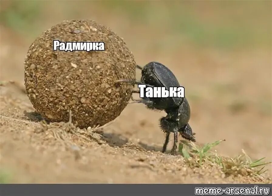 Жуки когда я подниму