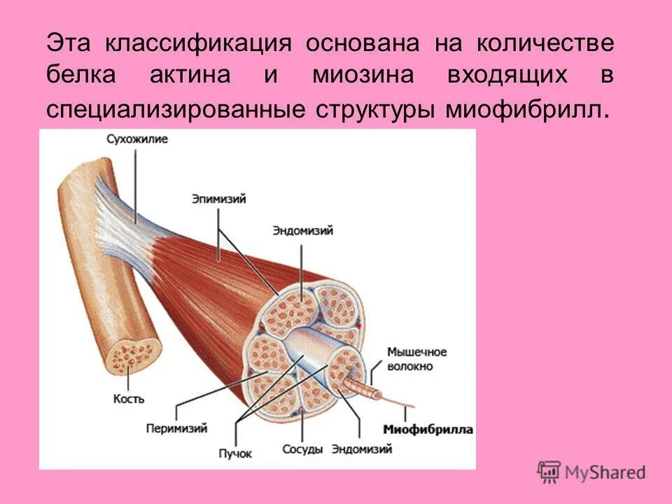 Эндомизий и эпимизий. Строение мышцы эндомизий. Перимизий скелетной мышцы. Строение мышцы эндомизий перимизий. Миозин мышечной ткани