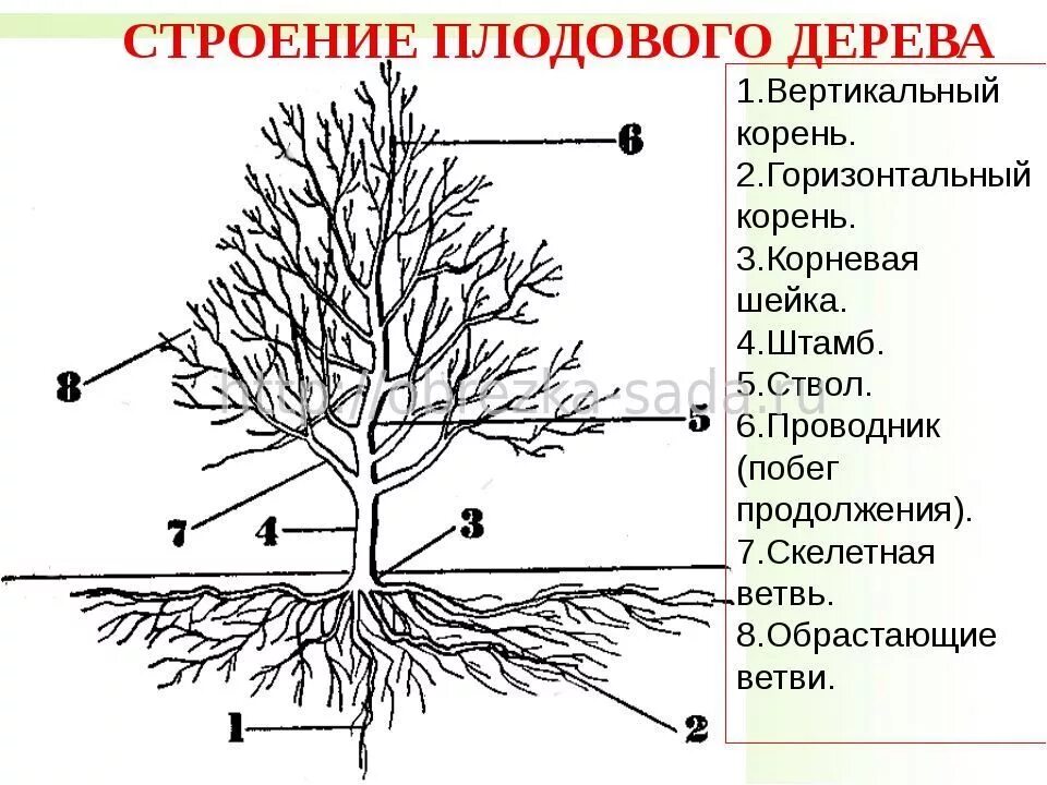 3 корня 1 ствол. Строение надземной системы плодового дерева. Корневая система яблони схема. Строение плодового дерева схема. Особенности строения яблони.