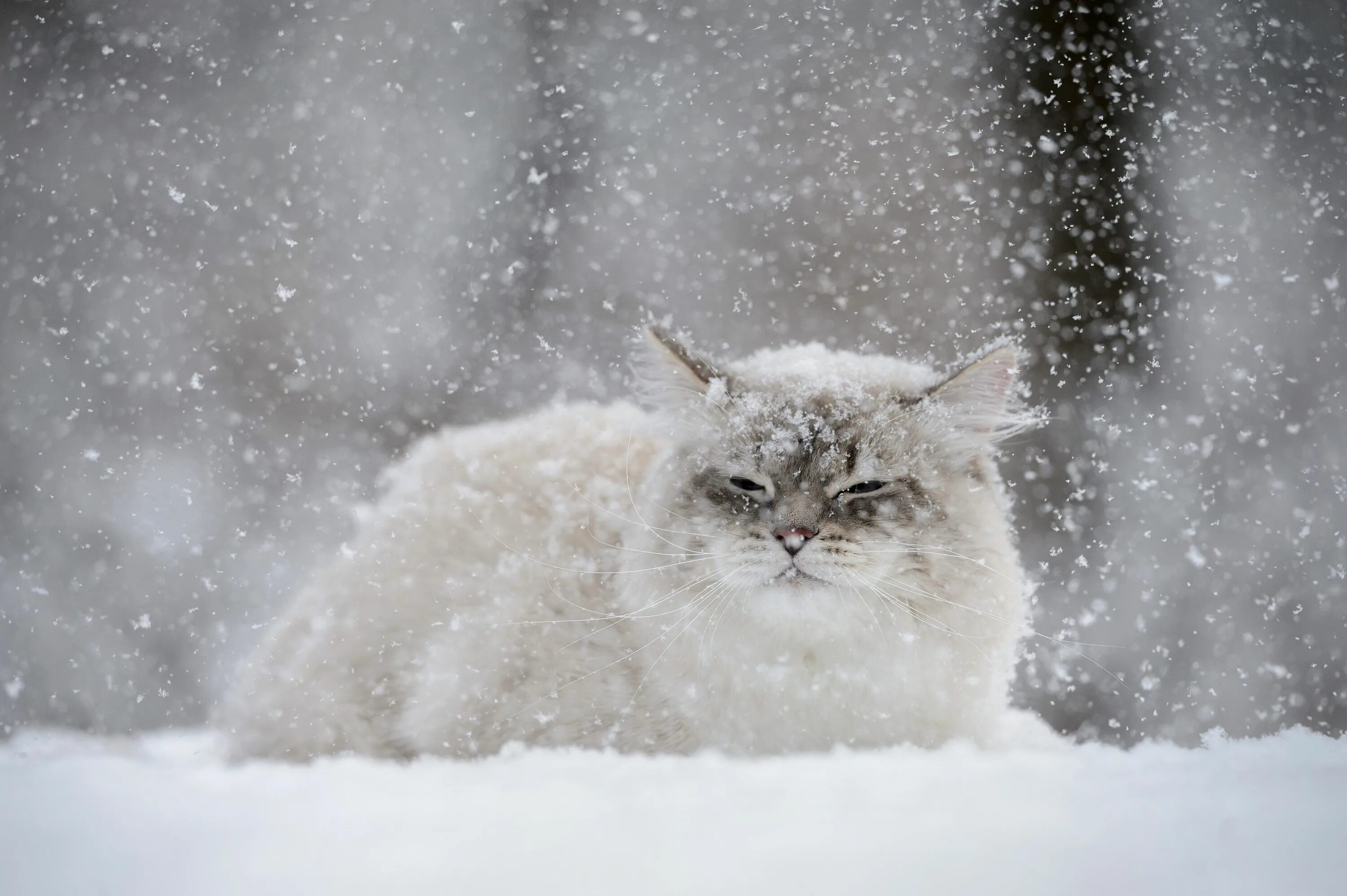 Аляскинский снежный кот. Пушистый снег. Зимний кот. Пушистая зима. Включи видео снежная