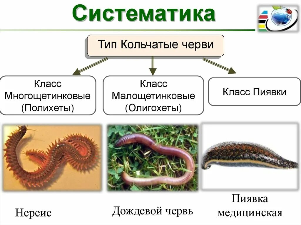 Класс черви примеры