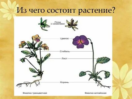 Жизнь цветкового растения начинается с