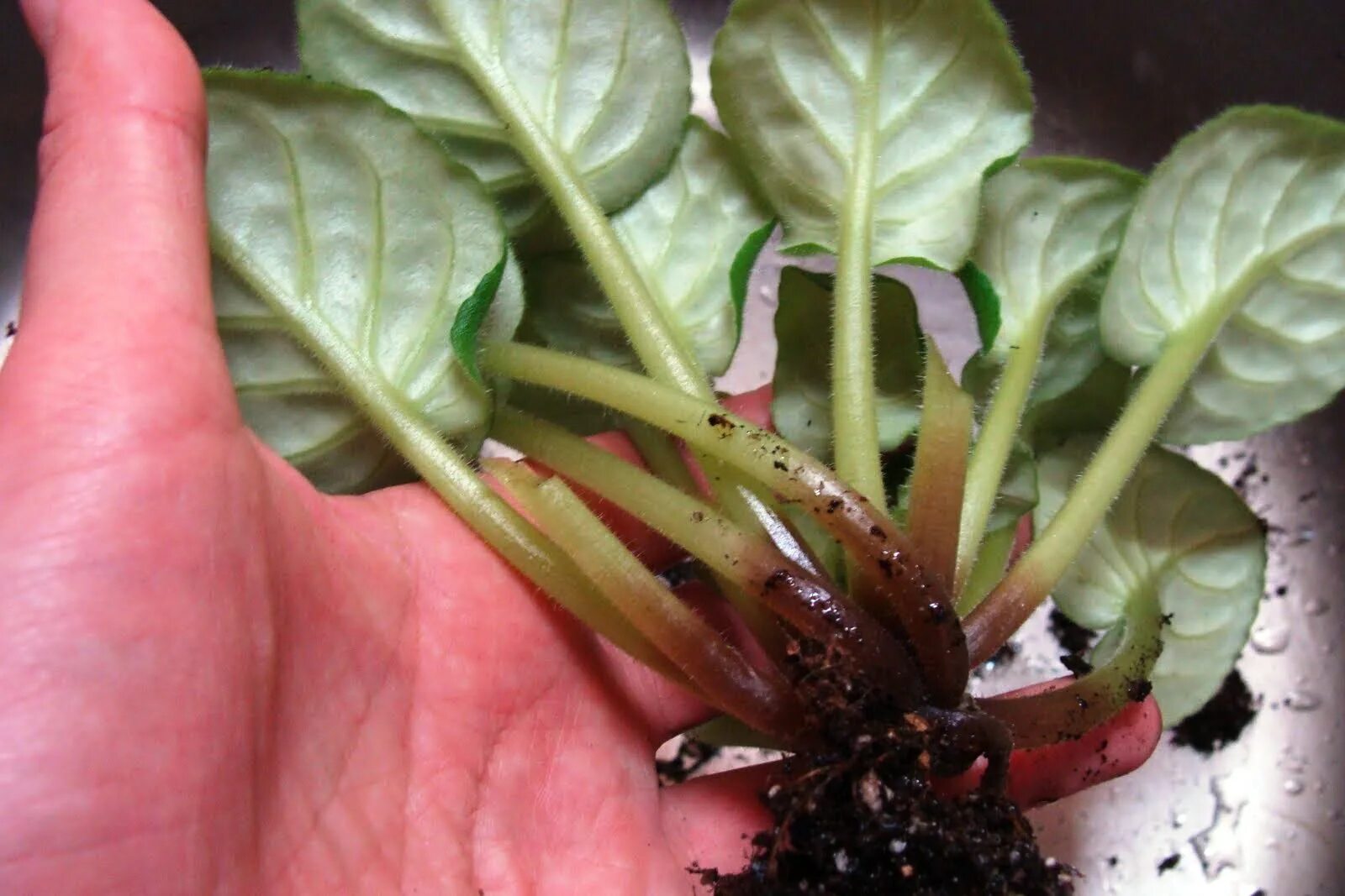 серая гниль на фиалках. бактериальная пятнистость фаленопсис. мучнистая роса на фиалках. мучнистая роса это плесень. бурая пятнистость орхидеи.