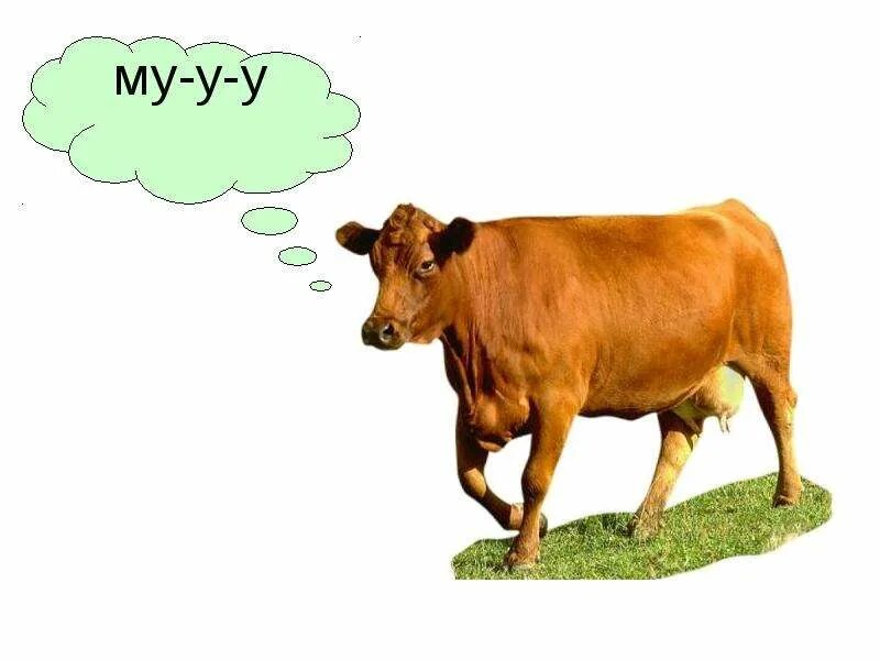 Говорящее животное для детей. Корова мычит. Мууу корова. Мычит корова: "му!". Корова говорит му.