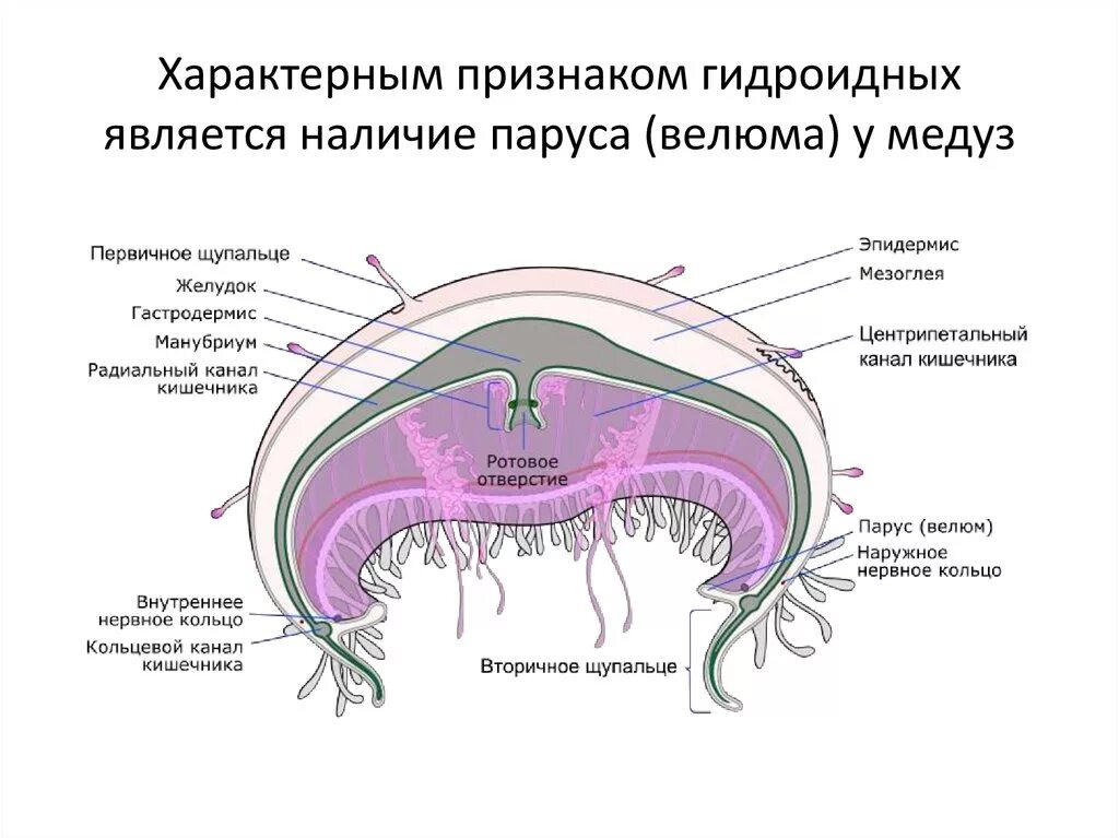 Статоцисты это. Строение гидроидной медузы. Нервная система гидроидных медуз. Внутреннее строение медузы. Строение гидромедузы.