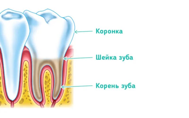 Строение зуба коронка шейка корень. Анатомия зуба коронка шейка корень. Коронка шейка и корень зуба. Коронковая и корневая части зуба\.