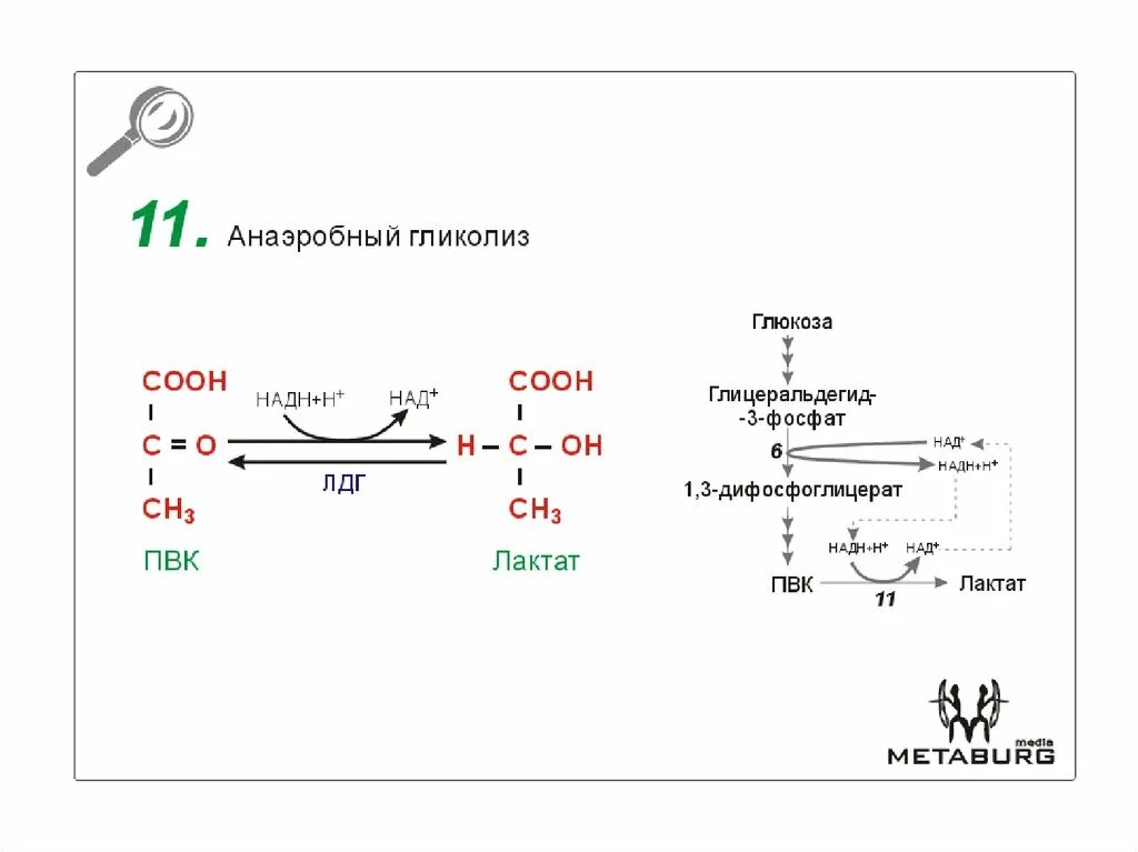 3 этап окисления глюкозы. 11 Реакция анаэробного гликолиза. Гликолиз реакции биохимия. Гликолиз биохимия реакции схема. Аэробный и анаэробный гликолиз биохимия.