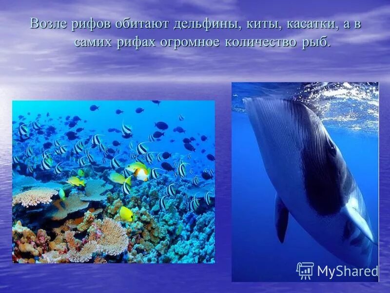 в какой зоне обитает дельфин. в какой зоне обитает дельфин. где живут дельфины. сообщение о дельфинах. в какой зоне обитает дельфин.