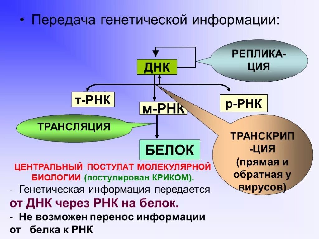 Передача генетической информации. Схема генетической информации. Схема передачи генетической информации. Механизмы передачи генетической информации.