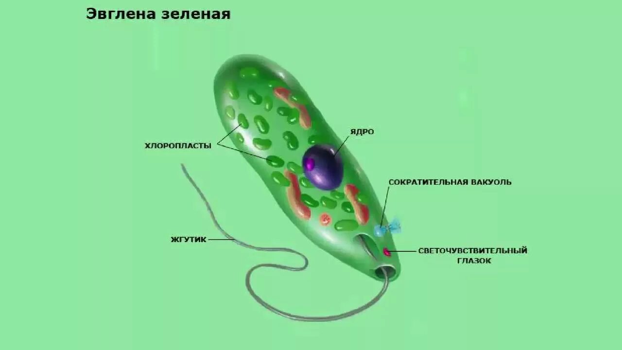 Органеллы водоросли