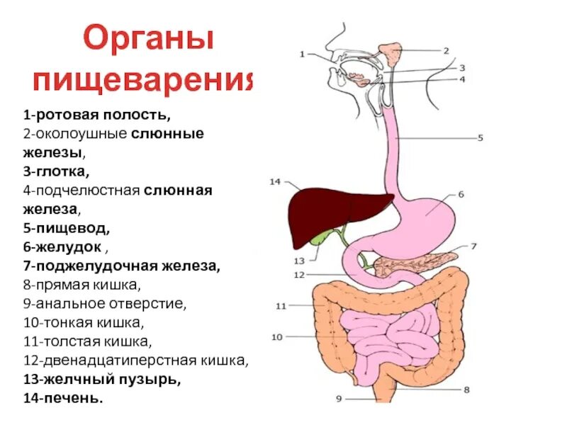 Ротовое пищеварение процессы. Ротовое пищеварение процессы