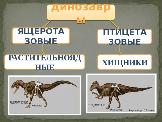 Птицетазовые. Птицетазовые и Ящеротазовые динозавры. Растительноядные динозавры. Птицетазовые динозавры представители. Ящеротазовые динозавры.