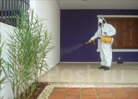 Pest Inspection and Treatment