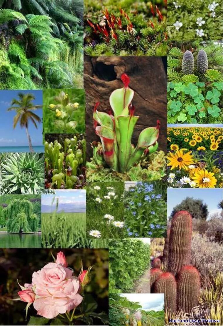 сады пита удольфа. разнообразный растительный мир. канада. разнообразие растений. сад с цветами.