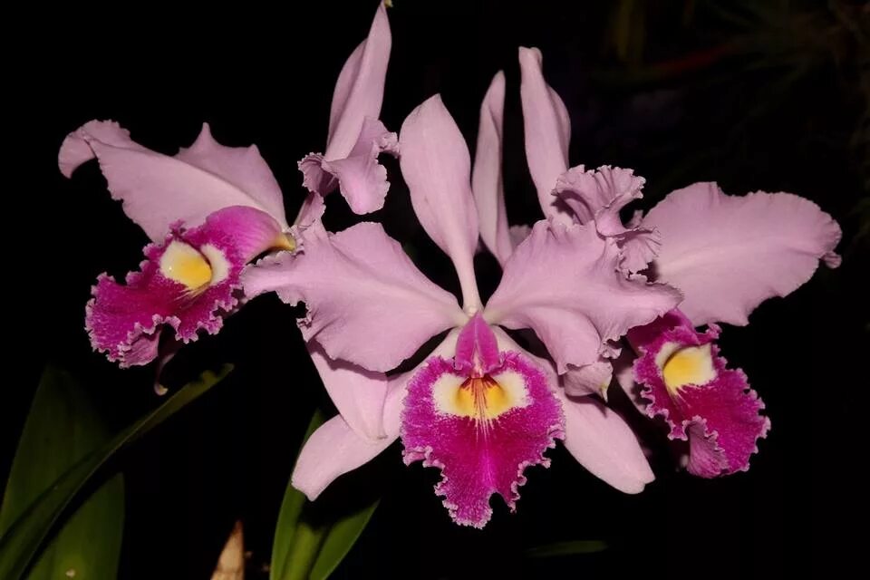 Орхидея Каттлея. Каттлея Cattleya Japanese Beauty. Каттлея Queen a3. Каттлея Minerva.