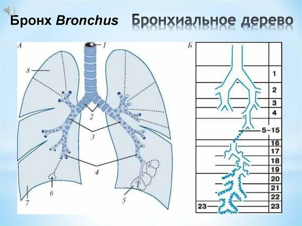 Бронхиальное дерево легких. Бронхи строение бронхиальное дерево. Бронхиальное дерево и ацинус. Бронхиальное дерево сегментарные бронхи. Ветвление бронхов бронхиальное дерево.