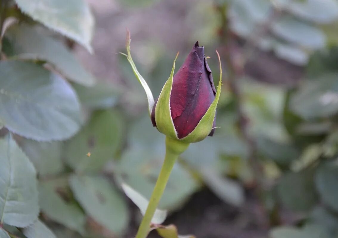 Бутон розы. Бутон розы. Домашний цветок с красным бутоном. Красные бутоны 9 фрагмент. Цветы пионы листья.