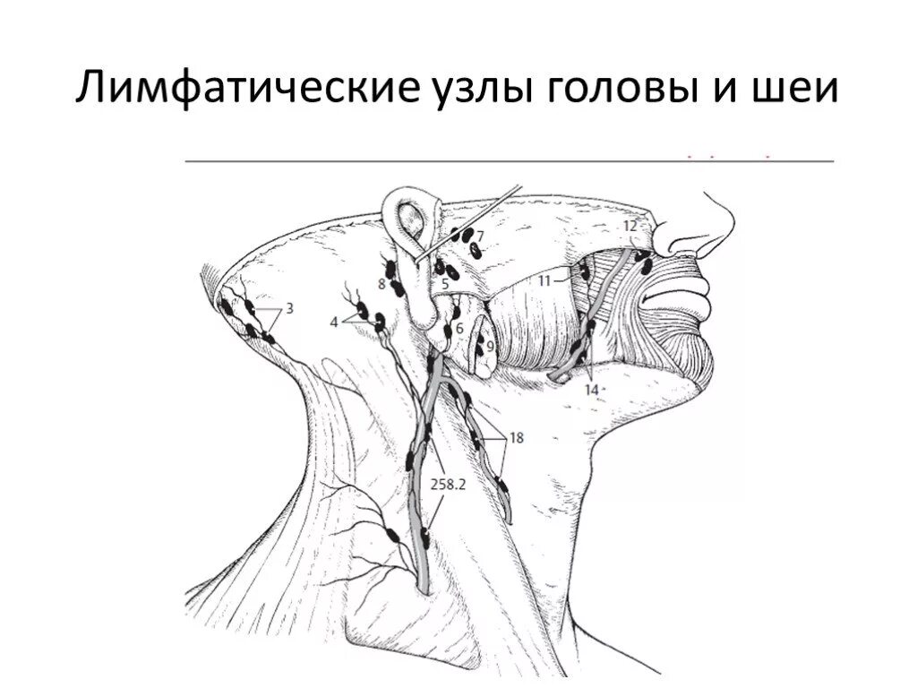 Лимфатические узлы шеи анатомия. Лимфатические сосуды и регионарные лимфатические узлы головы и шеи. Лимфатические узлы шеи схема. Лимфоузлы лица и шеи анатомия. Поясничные лимфоузлы