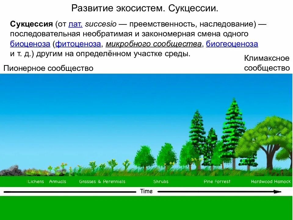 Причины смены биоценоза. Экологическая сукцессия Сукцессионные изменения. Береза сукцессия. Развитие экосистем: сукцессии, этапы сукцессии.. Сукцессия типы смены биогеоценозов.