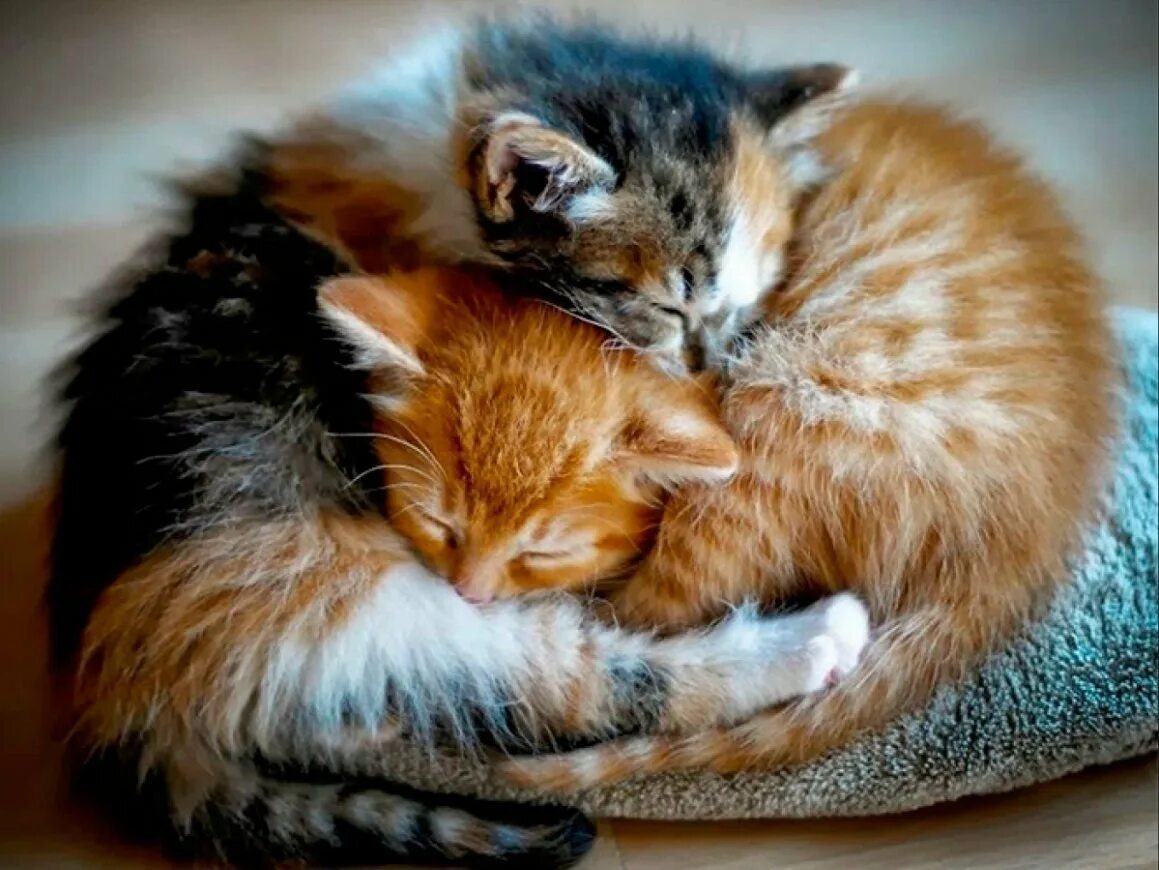 Объятия животных. Коты обнимают. Кошка спит. Котята в обнимку. Кошки любовь.