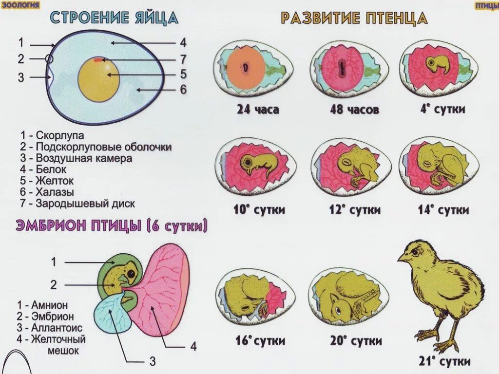 Размножение птиц 8 класс. Строение яйца и развитие зародыша птицы. Строение яйца птицы с зародышем. Стадии формирования птицы с яйца. Строение яйца птицы 7 класс биология.