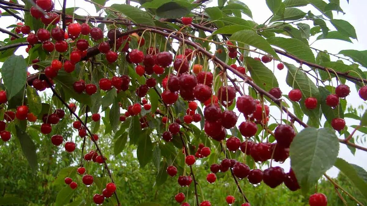 дюк чудо вишня. вишня обыкновенная жуковская. сакура дерево prunus rosaceae. черешня овстуженка дерево. дерево вишни и черешни.