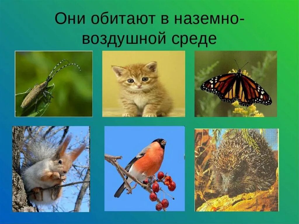 Кто живет в наземной среде. Обитатели наземно-воздушной среды. Наземновоздушная средаа. Обитатели наземно воздушной спелы. Обители нащемно воздушной срелы.