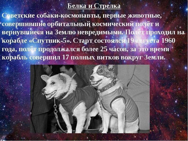 Белка и стрелка 19 августа 1960 года. Спутник 5 19 августа 1960. Первые собаки космонавты. Животные космонавты белка и стрелка. 19 августа 1960