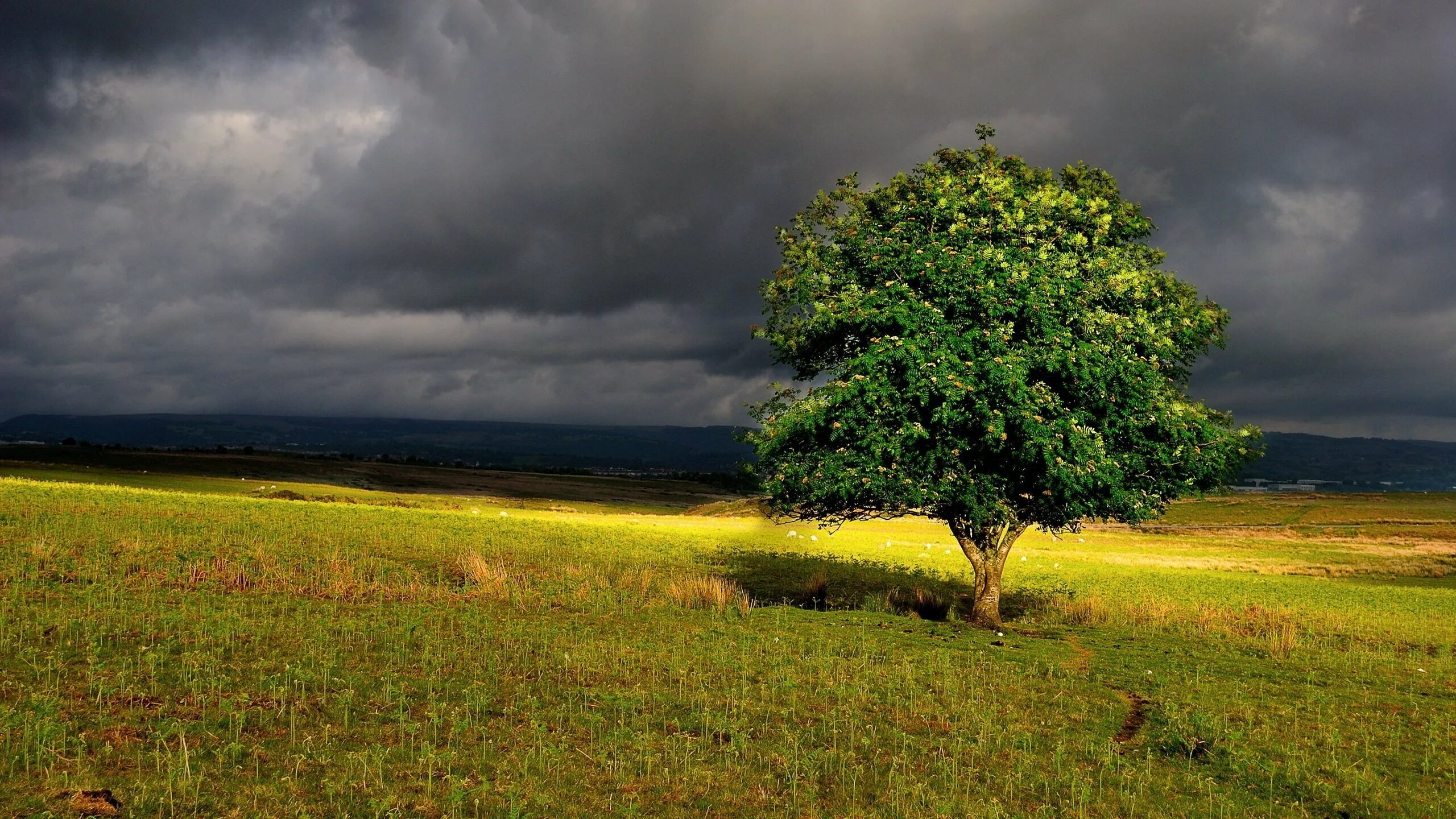 Деревья среди поля. Одинокий Тополь в Калмыкии. Одинокое дерево в поле. Одинокие деревья в поле. Красивое дерево.