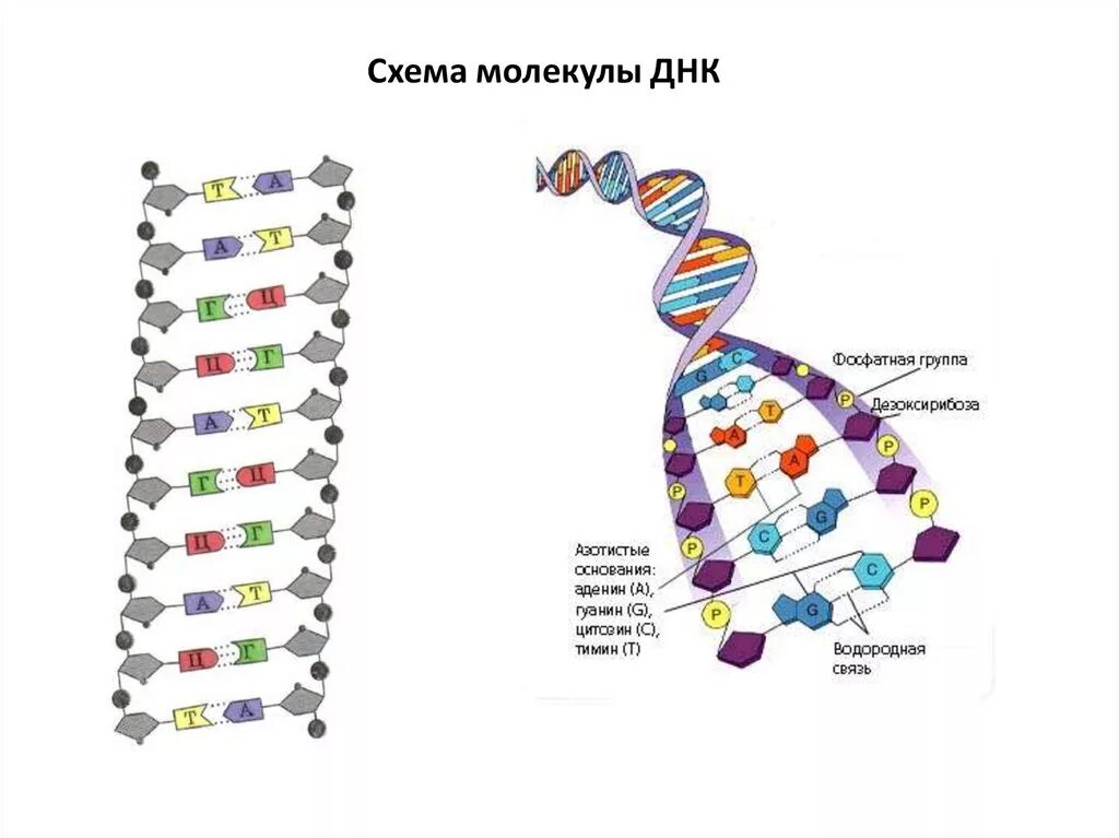 Образование новой днк. Схема строения участка молекулы ДНК. Нарисуйте схему строения ДНК. Структура молекулы ДНК схема. Схема фрагмента молекулы ДНК.