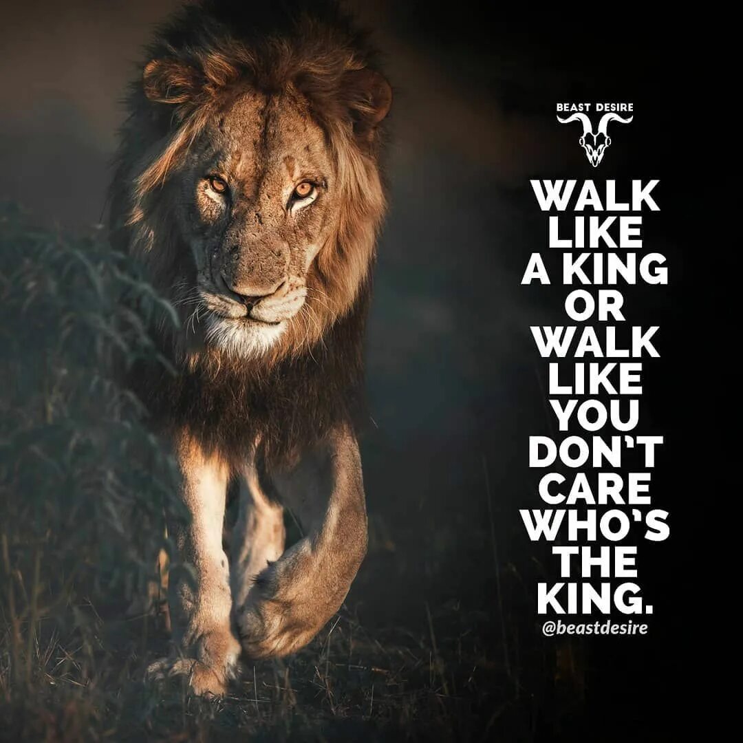Фразы про льва. Лев мотивация. Лев цитаты. Мотивационные картинки с животными. Мотивирующие цитаты со львом.