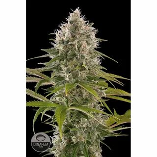 Dinafem Haze XXL Auto Hanfsamen 10 Stück. 