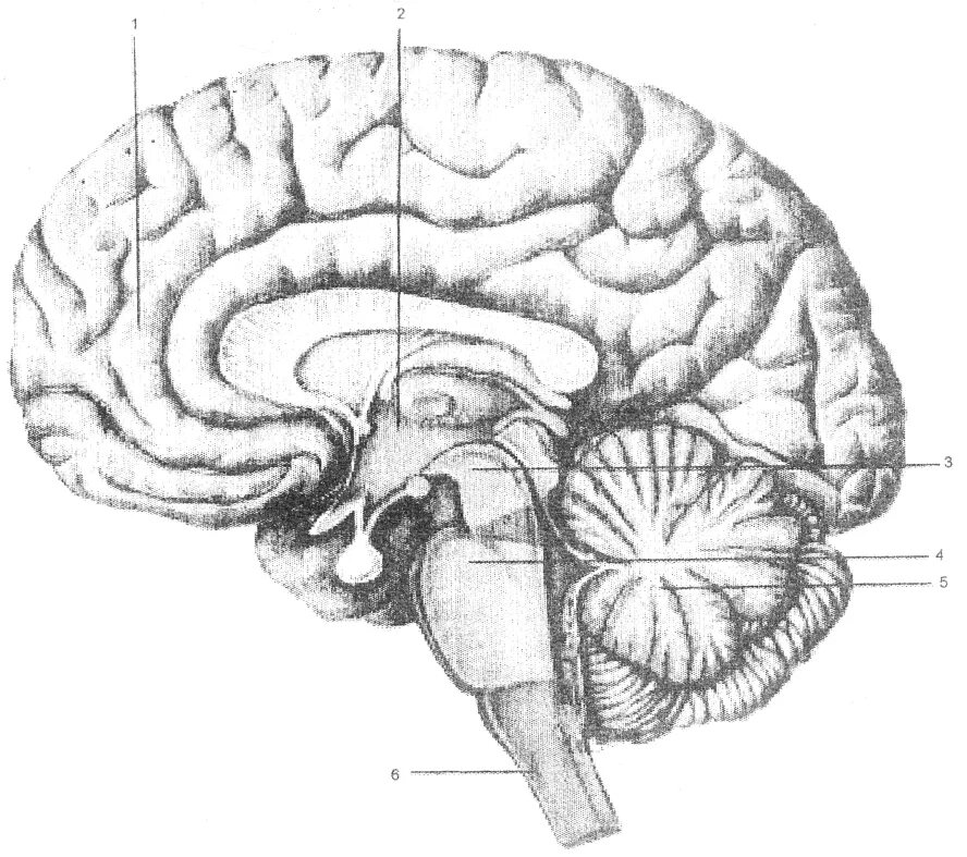 Срединный Сагиттальный срез головного мозга. Промежуточный мозг Сагиттальный разрез головного мозга. Ствол мозга Сагиттальный разрез. Сагиттальный разрез головного мозга рисунок.