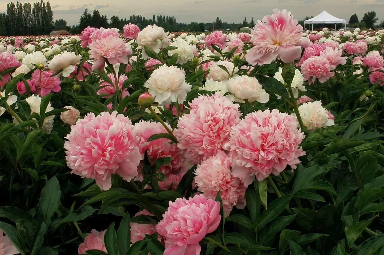 Пион фло. Пион Пинк Парфайт. Garden parfait пион. Пион Эрли Скаут. Пион Эденс Парфюм.