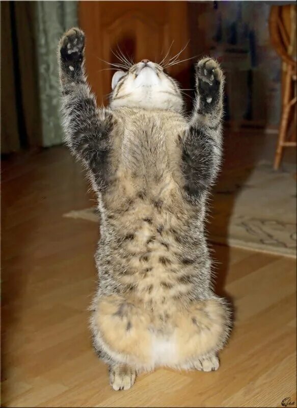 Спаси от идиотов. Боже придурок. Боже придурок. Придурок рисунок. Котик боже убей идиотов.