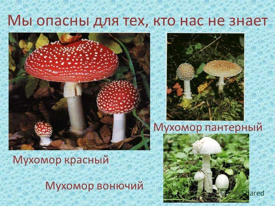 Почему грибы опасны. Мухомор пантерный. Мухомор красный и пантерный. Опасные грибы мухомор красный. Мухомор пантерный двойники.