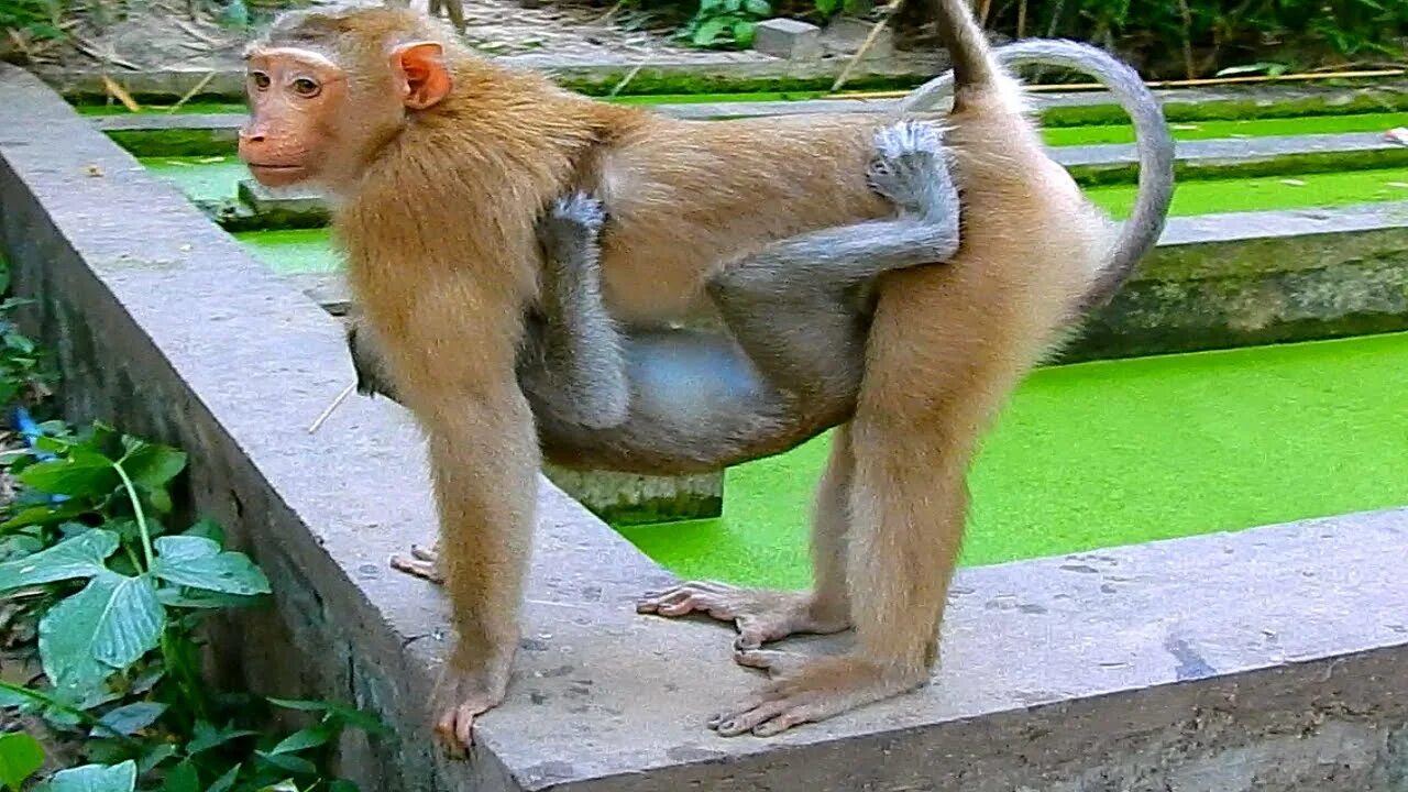 Бородатый императорский тамарин. Обезьяна мес. Грудь мартышки. Фестиваль в тайланде обезьяний банкет. Обезьяна даун.