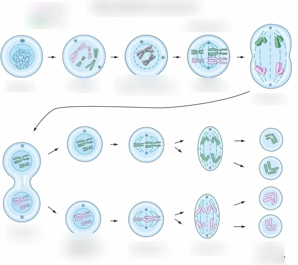 схема мейоза первое деление и второе деление. клетки вступающей в мейоз. деления клеток митоз и мейоз их сравнительная характеристика. клетки вступающей в мейоз. клетки вступающей в мейоз.
