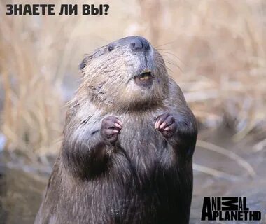 Могут ли зубы бобра расти всю жизнь