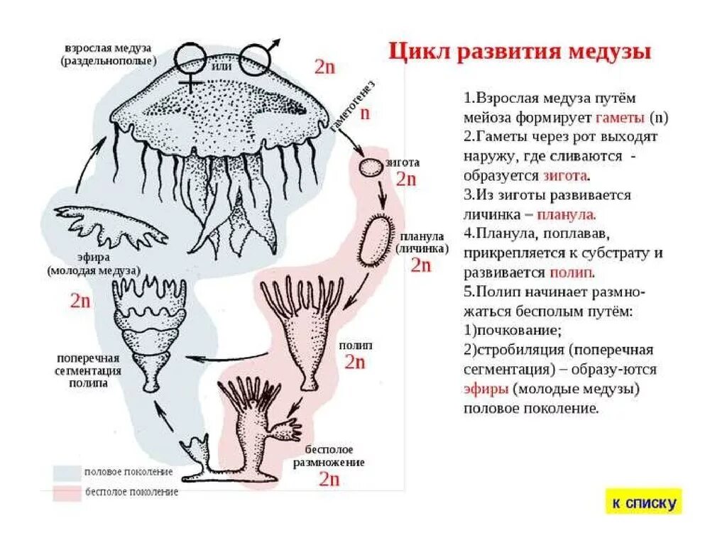 Цикл развития сцифоидной медузы схема. Цикл размножения сцифоидных медуз. Бесполое размножение медуз. Жизненный цикл сцифоидных медуз схема.