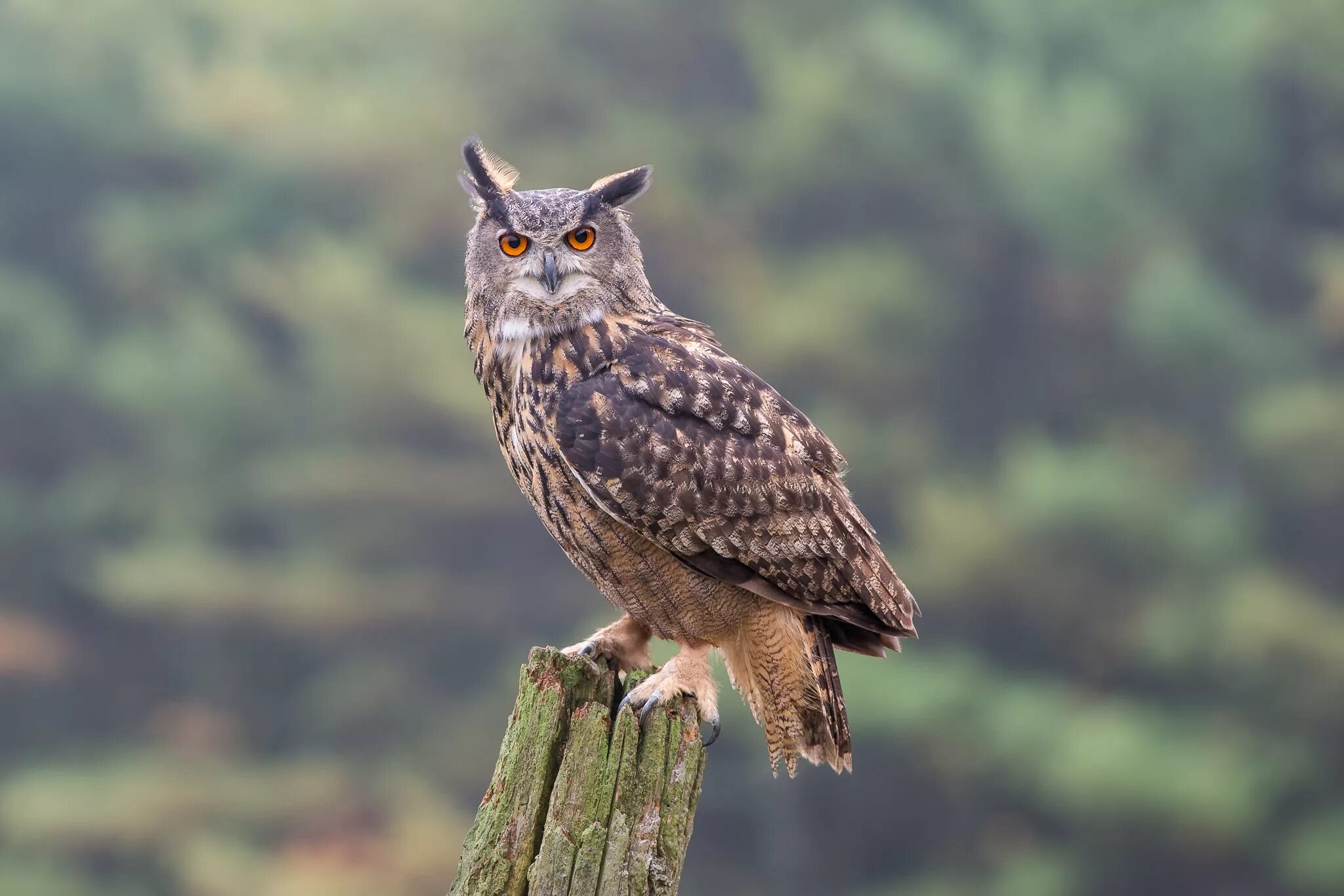 Филин Bubo Bubo Linnaeus, 1758. Филин обыкновенный (Bubo Bubo). Европейский Филин (Bubo Bubo). Филин Bubo Bubo красная. Крупная совообразная птица