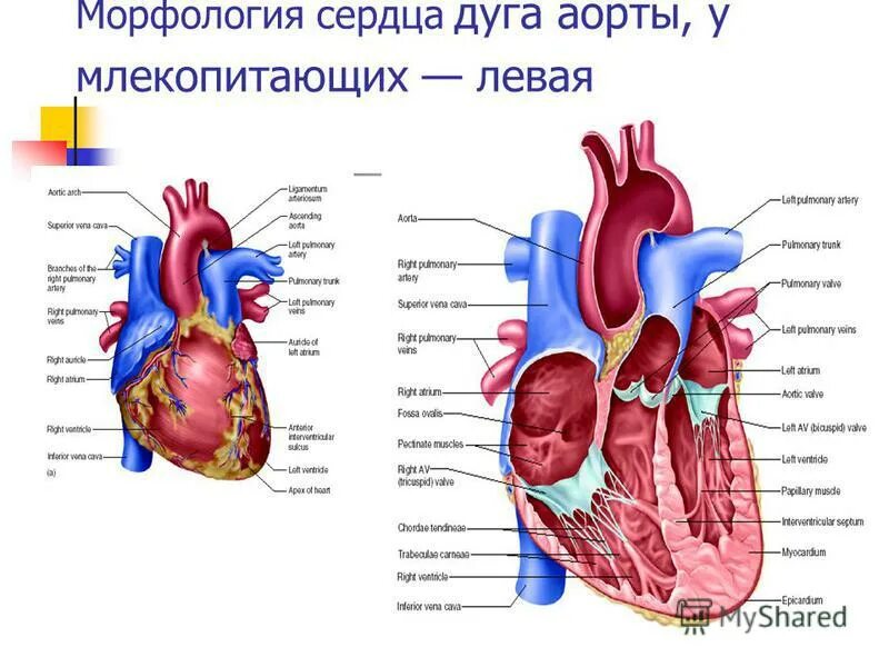 Строение сердца млекопитающих. Строение сердца млекопитающих животных. Морфология сердца анатомия. Строение сердца животных схема. Сердце млекопитающих состоит из двух