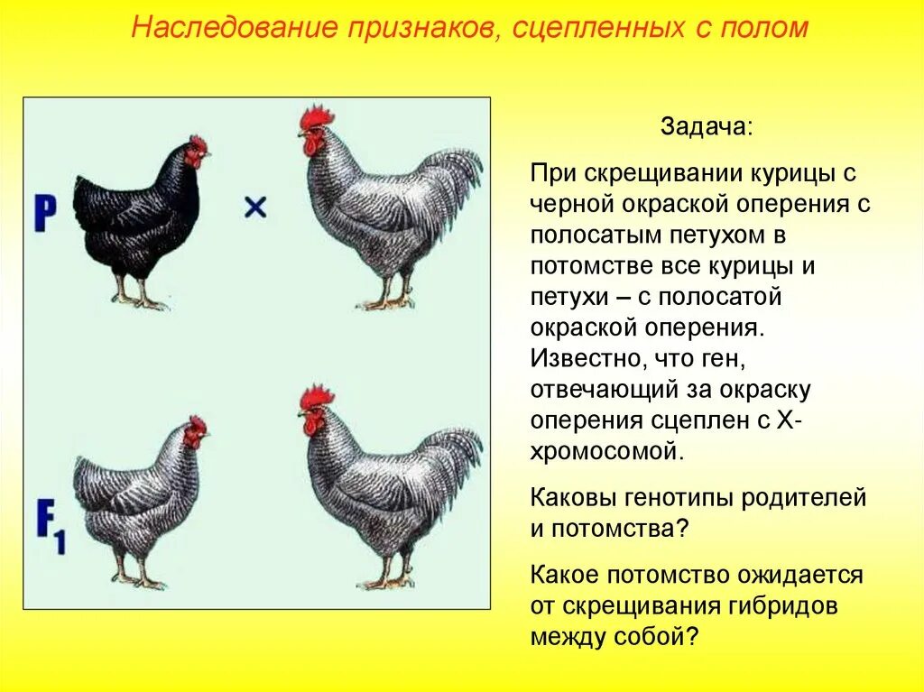 Внешний вид курицы. Отличие петуха от курицы. Породы кур яичного направления. Возраст курицы. Как отличить молодую от старой