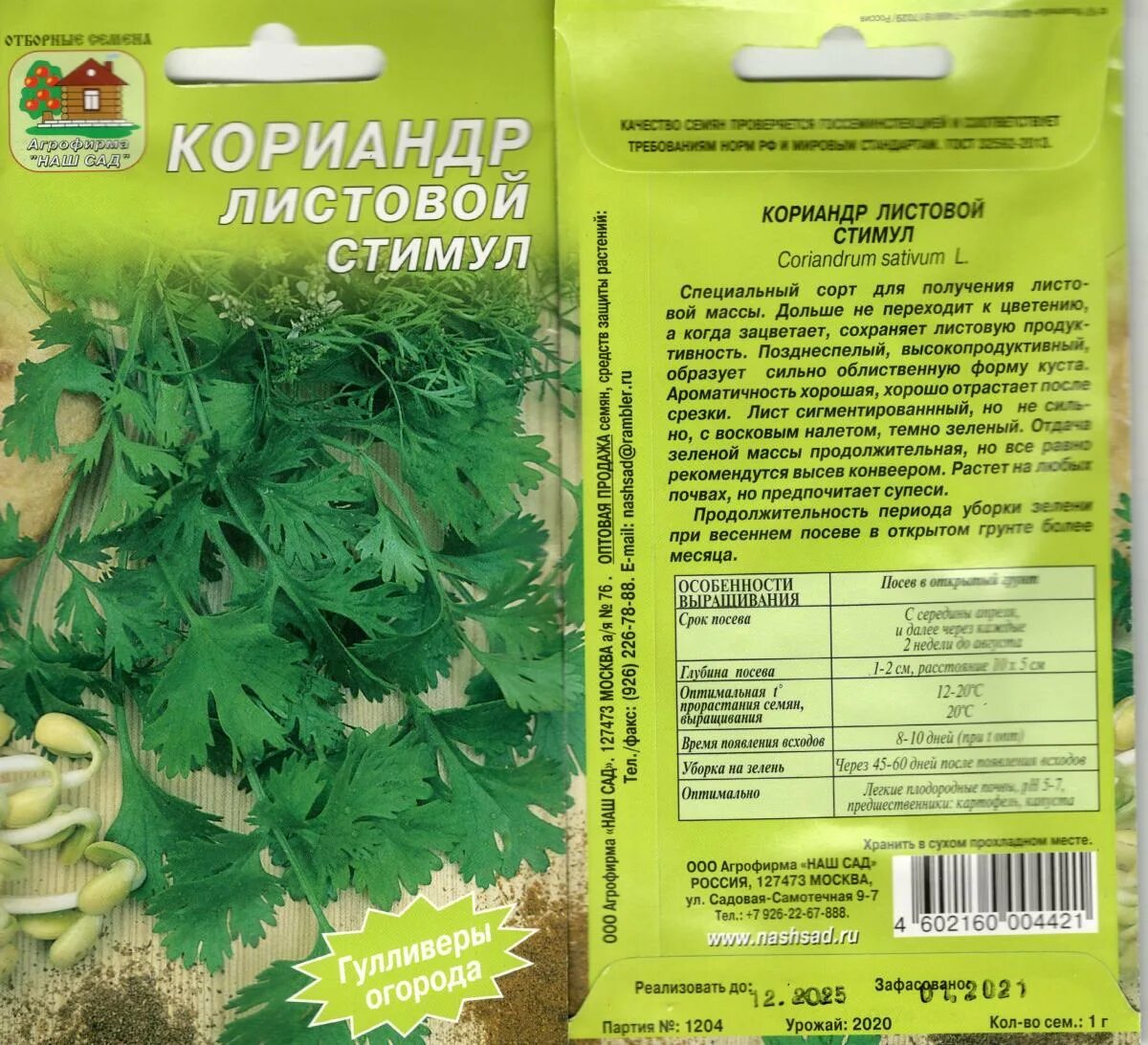 Как посеять кинзу. Кориандр это семена кинзы. Кориандр овощной (кинза) рассада. Кориандр листовой. Кориандр. Салатный. Стимул..